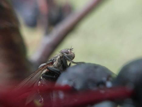 A fly crawls over plants in a the garden