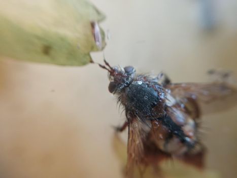 A fly crawls over plants in a the garden