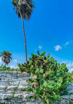 Spiny green cactus cacti plants and trees with spines fruits in Tulum Roo Mexico.