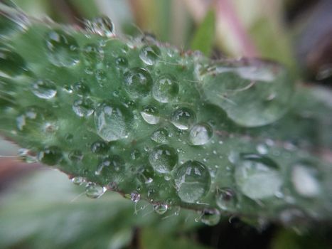 Fallen autumn morning dew on the leaves of the  plants