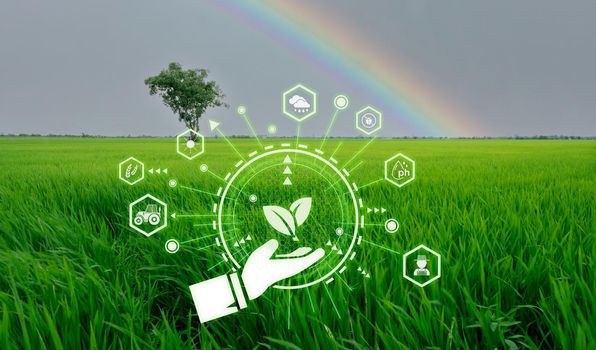 Smart agriculture with modern technology concept. Landscape of green rice farm field, rainbow, and icon of smart farming concept. Sustainable agriculture. Precision agriculture. Climate monitoring.