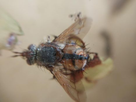 A fly crawls over plants in a the garden
