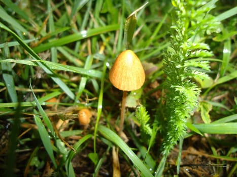 Mushroom grew on the ground and the grass