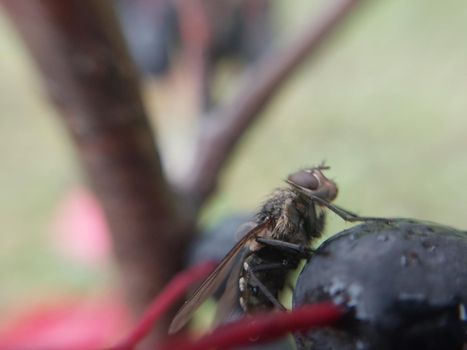 A fly crawls over plants in a the garden