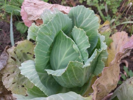 Green cabbage grown in a the garden