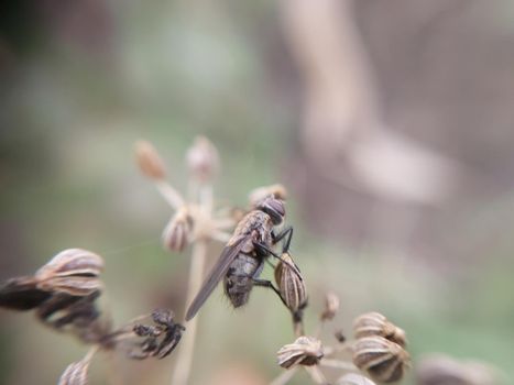 A fly crawls over plants in a the garden