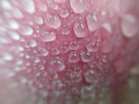 Fallen autumn morning dew on the leaves of the  plants