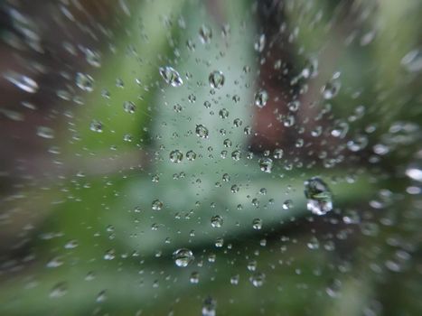 Dew drops lie on a the cobweb