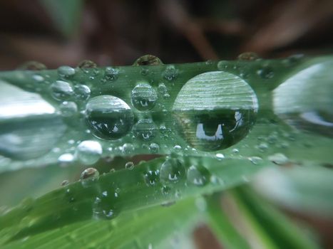 Fallen autumn morning dew on the leaves of the  plants