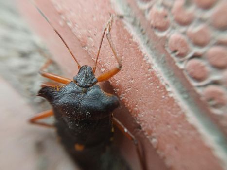 Beetle crawling on the concrete tiles