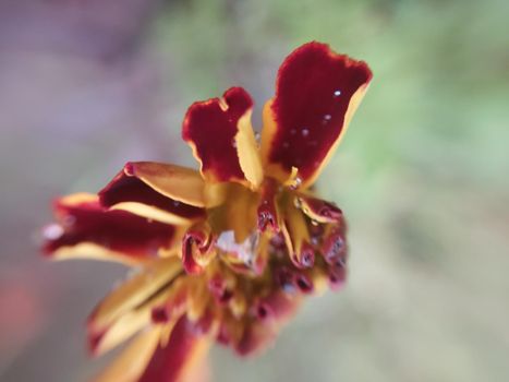 Colorful autumn flowers in a the autumn garden
