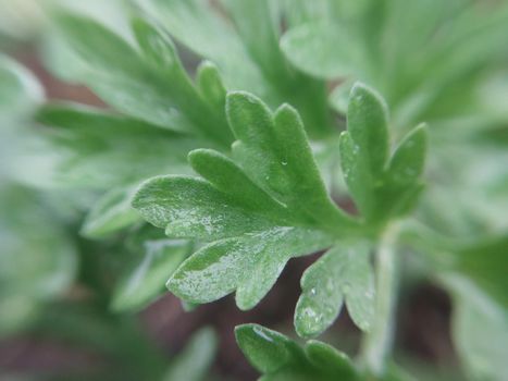 Colorful plant leaves after the  rain