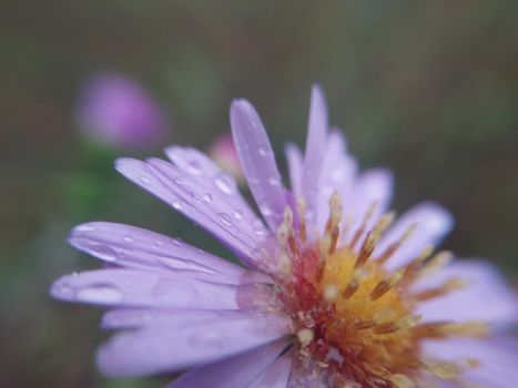 Colorful autumn flowers in a the autumn garden