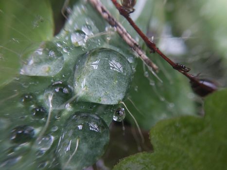 Fallen autumn morning dew on the leaves of the  plants