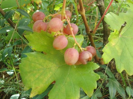 Hanging ripe grapes on a the bush