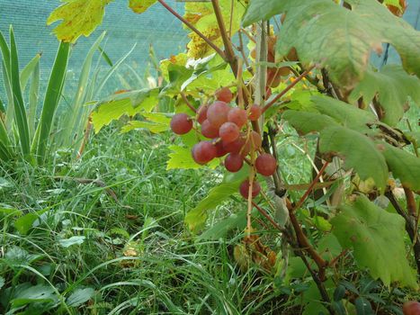 Hanging ripe grapes on a the bush