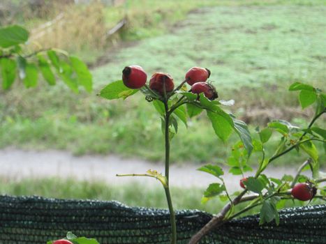 Autumn fruits of ripe fruits on a the tree