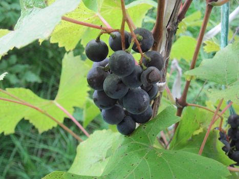 Hanging ripe grapes on a the bush