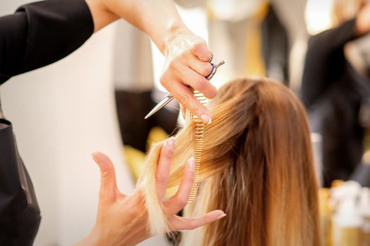 Cutting female blonde hair. Hairdresser cuts hair of a young caucasian woman in a beauty salon close up