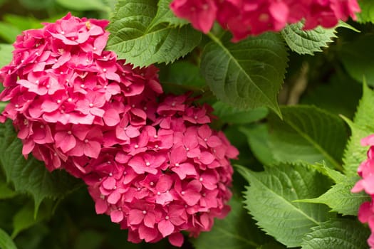 Close Up Light Pink Hortensia Fresh Flowers Blur Background