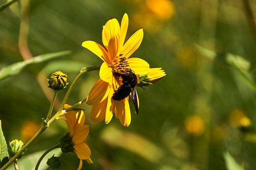 Large bee on a yellow daisy. Detail and detail photography, out of focus background, yellow green.