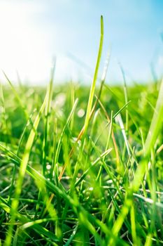 Earth landscape, growth and natural environment concept - Fresh grass and sunny blue sky on a green field at sunrise, nature of countryside