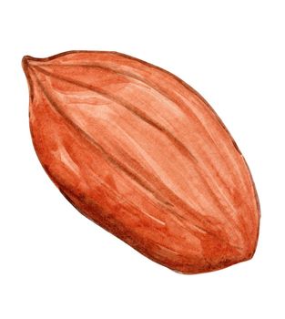 watercolor brown peanut in peel isolated on white background. Hand drawn nut illustration