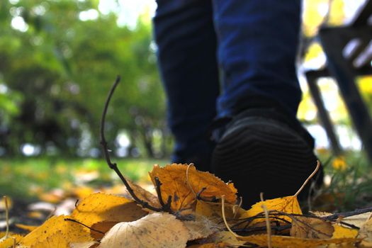 Women's legs in blue jeans and black sneakers against the background of autumn yellow-orange leaves. Blurred background.