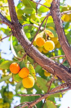 Yellow thorny Arbutus fruits ripen on a branch in an orchard close up