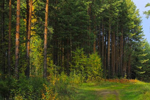 Large coniferous trees in the forest. Beauty of nature. Forest background.