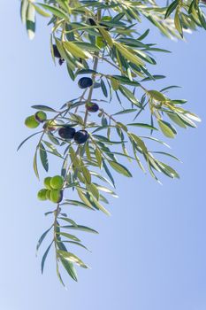 Olives ripening on a branch in an olive grove close up