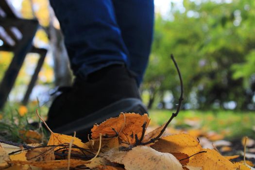 Women's legs in blue jeans and black sneakers against the background of autumn yellow-orange leaves. Blurred background.