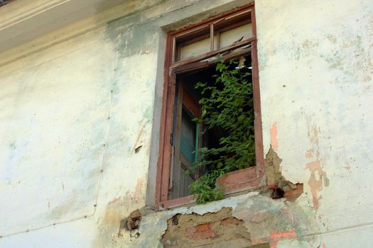 A green tree in a broken window growing inside a ruined building.