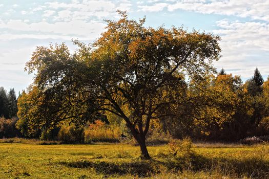 A large tree with yellow leaves close-up against a background of mixed forest. Autumn landscape.