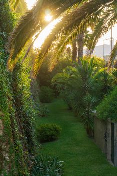 Green castle garden with palm trees and mowed lawn