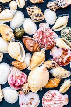 Ocean, nature texture and coastal vacation concept - Sea shell background, summertime destination and beach holiday travel card