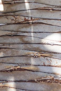 Smooth trunk of a palm tree close up background