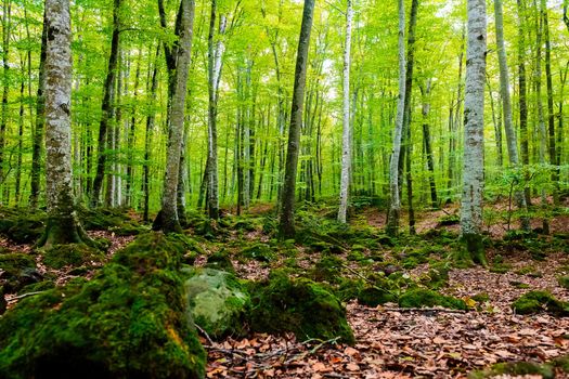 autumn forest of beech trees, nature green wood background, ecology and nature conservation concept