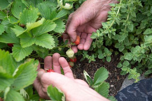 a man picks strawberries in his palm, a large harvest of berries, summer fruit picking, male hands hold a handful of ripe strawberries. High quality photo