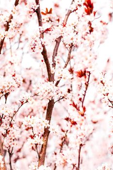 Botanical beauty, dream garden and natural scenery concept - Floral blossom in spring, pink flowers as nature background