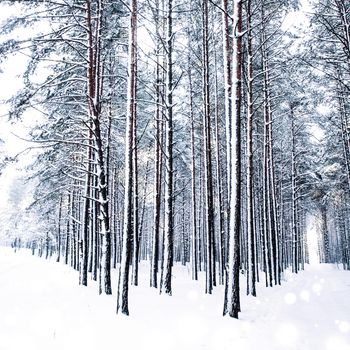 Snowing landscape, greeting card design and New Years Eve travel concept - Winter holiday background, nature scenery with shiny snow and cold weather in forest at Christmas time