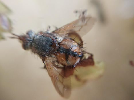 A fly crawls over plants in a the garden