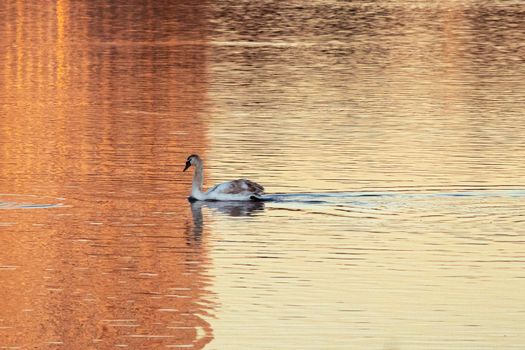 White and grey cygnet young adult swan swimming on a peaceful, calm lake turned pink with the sunset. Image bisected reflecting buildings in London, Woodberry Wetlands, Tottenham
