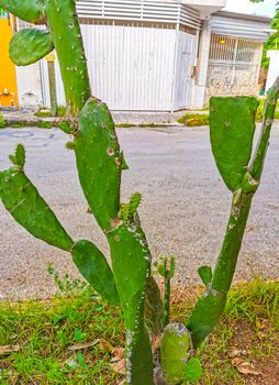 Spiny green cactus cacti plants and trees with spines fruits in Playa del Carmen Quintana Roo Mexico.