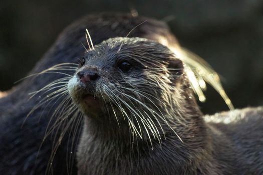 The Asian small-clawed otter, also oriental small-clawed otter, is an otter species native to South and Southeast Asia. It has short claws that do not extend beyond the pads of its webbed digits.