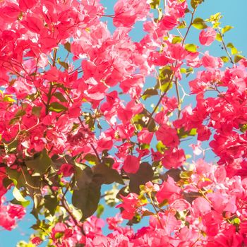 Floral background, spring nature and botanical beauty concept - Coral blooming flowers and blue sky, feminine style background