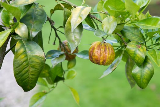 a citrus aurantium consolei tree with fruit