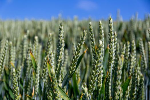 Natural background close up of field of Common wheat plants, Triticum Aestivum