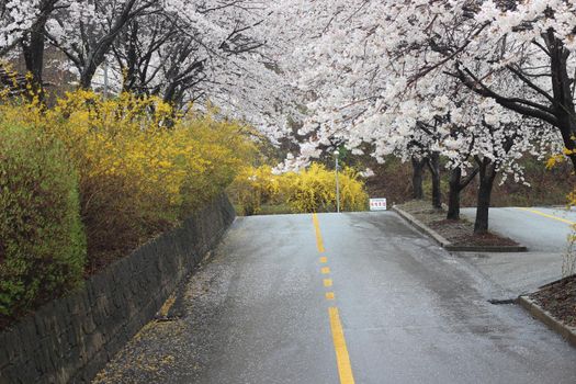 White cherry blossom in garden. Trees with white cherry flowers with lovely scenic view