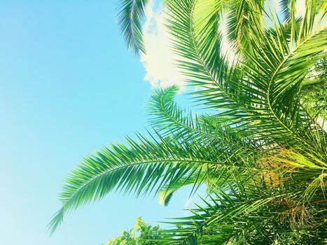 Tropical nature, vintage backdrop and summer vacation concept - Palm tree leaves and the sky, summertime travel background